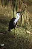 663_Bonte reiger op camping in Kakadu
